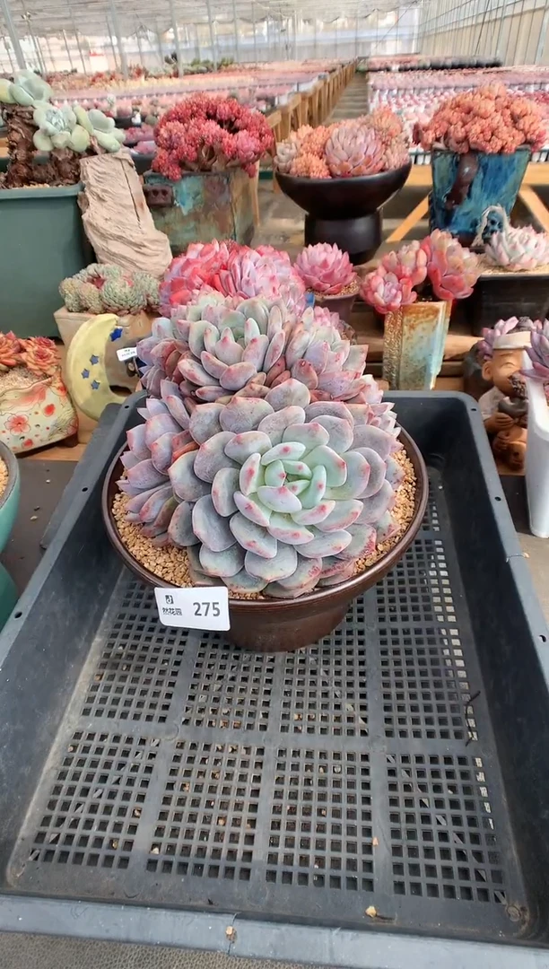 【闪购商品】275梦露一物一拍
