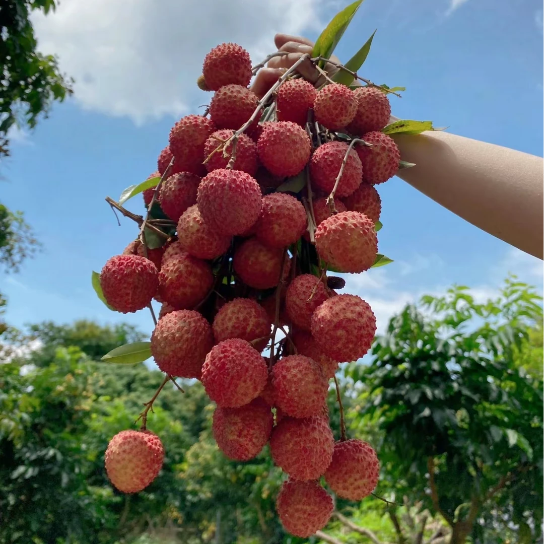 Z【顺丰包邮】5斤 新鲜采摘荔枝多汁香甜肉厚 应季新鲜水果荔枝同城送