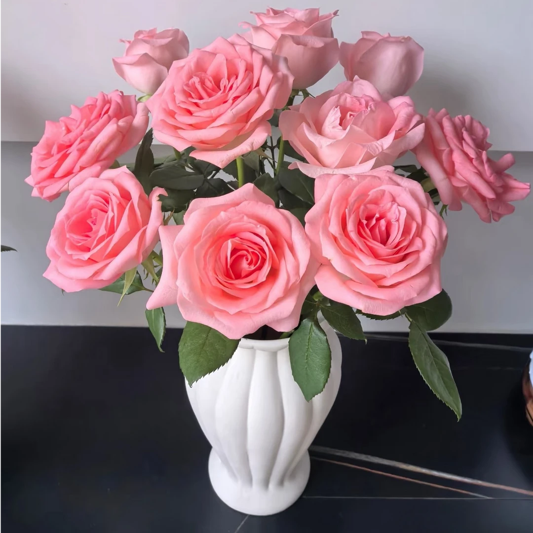 戴安娜玫瑰 鲜花收到需醒花 0°以下需拍保温棉 发出无法退款