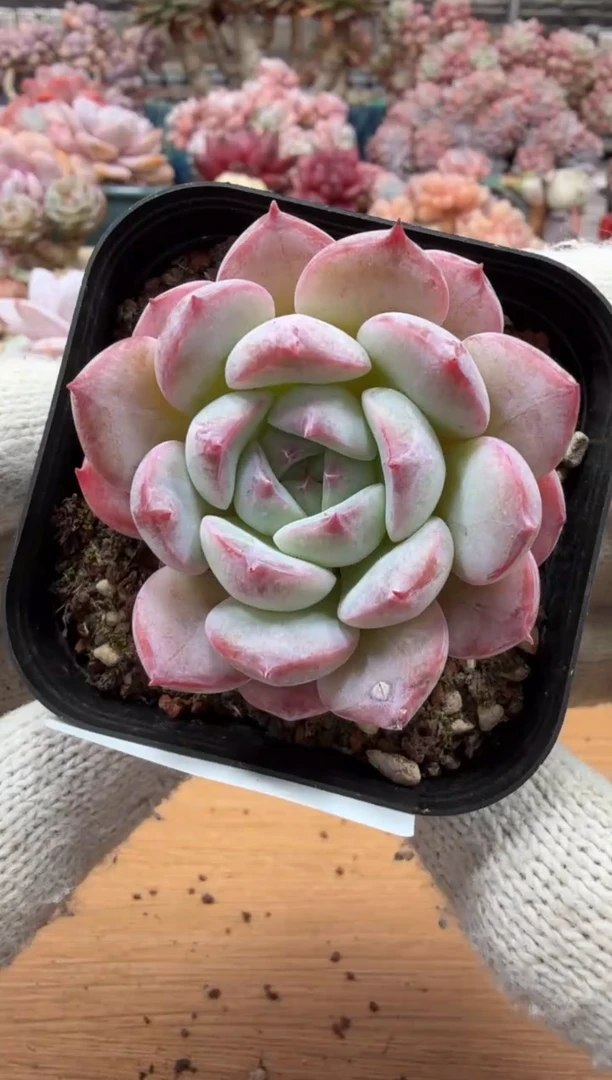 东云多肉园三店-44