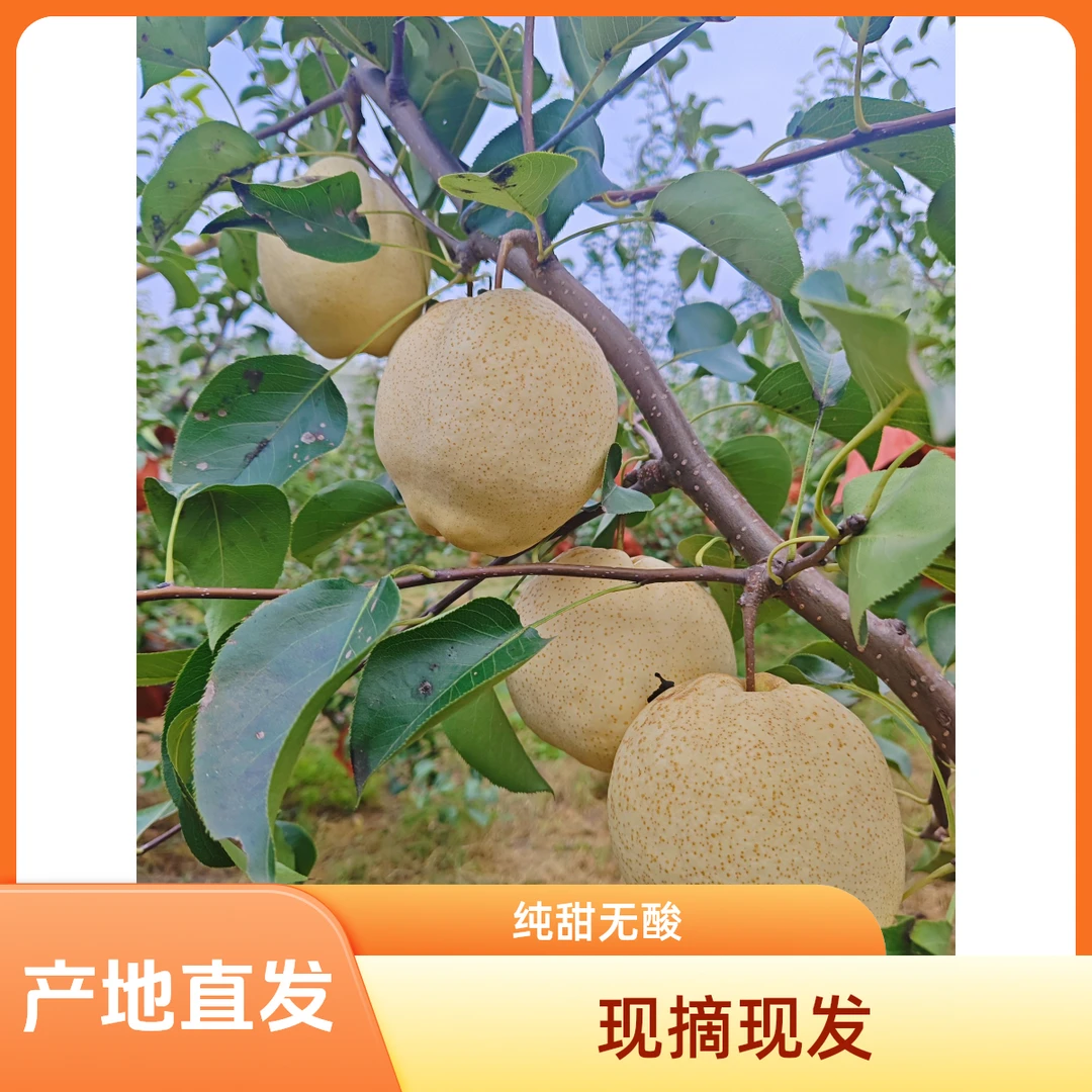 现摘现发山东山农酥梨新鲜水果皮薄多汁脆甜爽口抗氧化