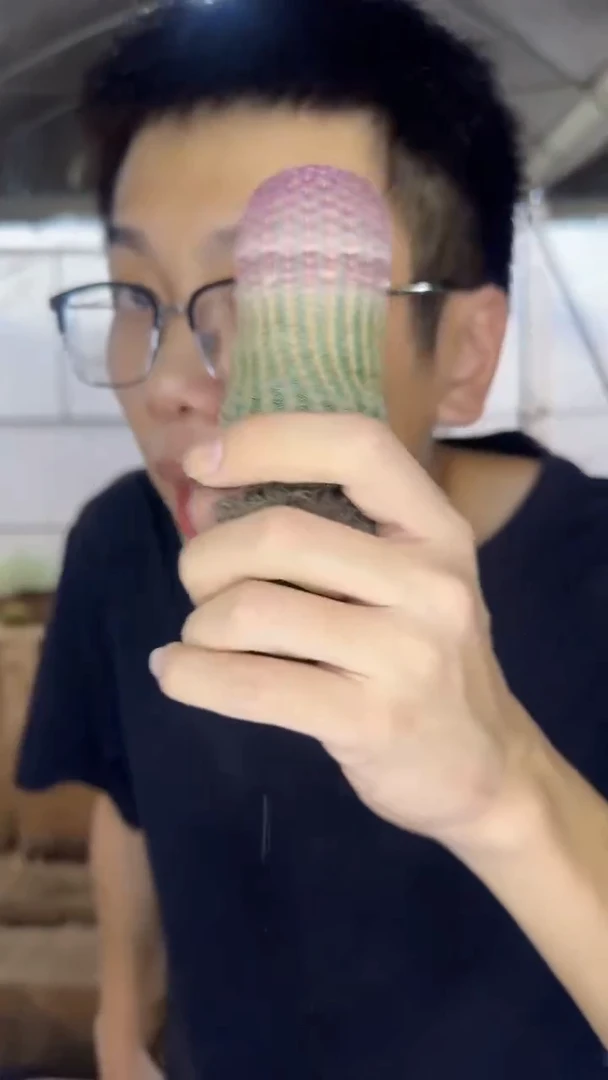 3颗 实生根 红太阳 高5-7cm