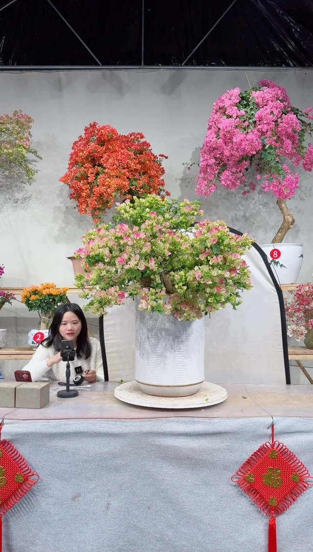 【闪购商品】盆景绿叶樱花