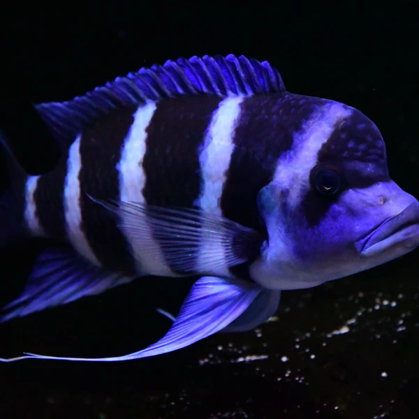 三湖慈鲷补差价链接咨询后拍