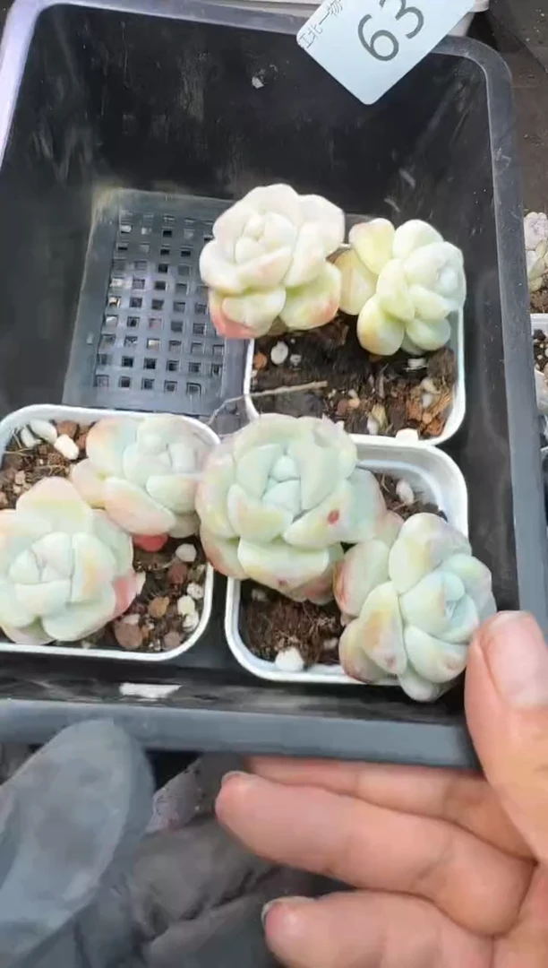 【闪购商品】63号到手1框---江北多肉