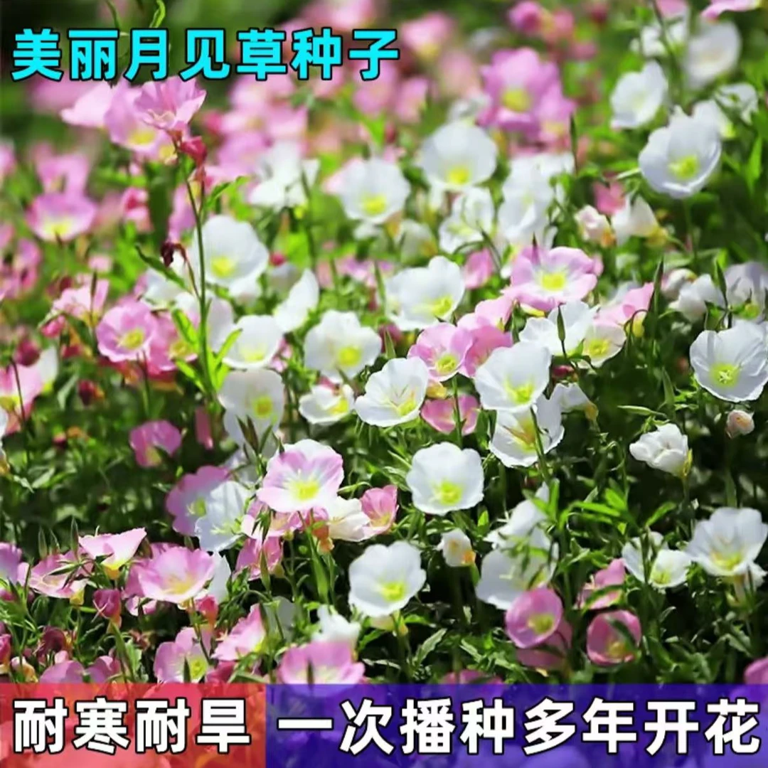 美丽月见草花种子阳台庭院四季花卉夏季耐热种子矮杆耐寒室外四季