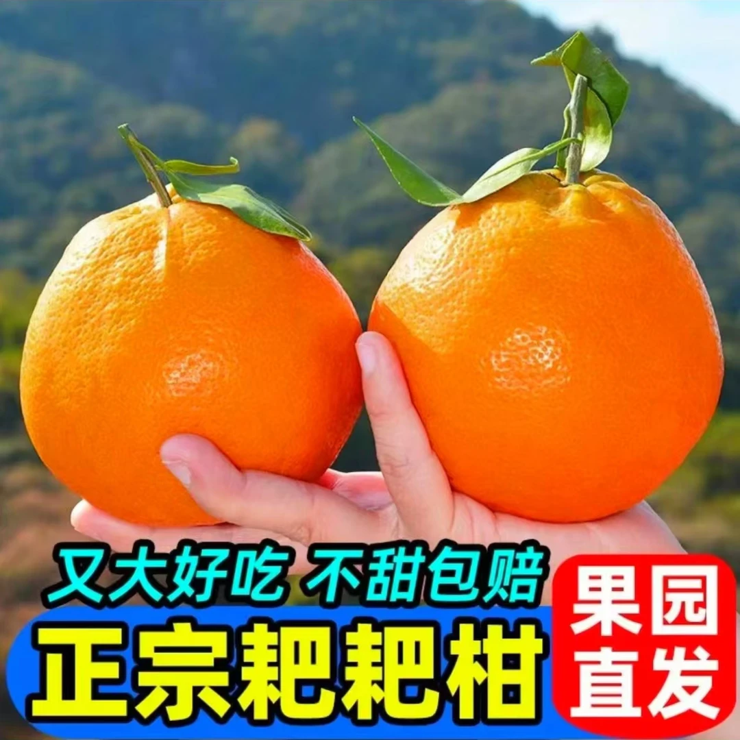 AA四川春见耙耙柑 当季热卖 应季耙耙柑新鲜爆汁多汁爽口细腻