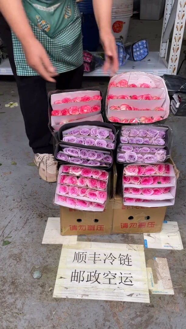 洛神20枝+海洋之歌20枝+艾沙20枝