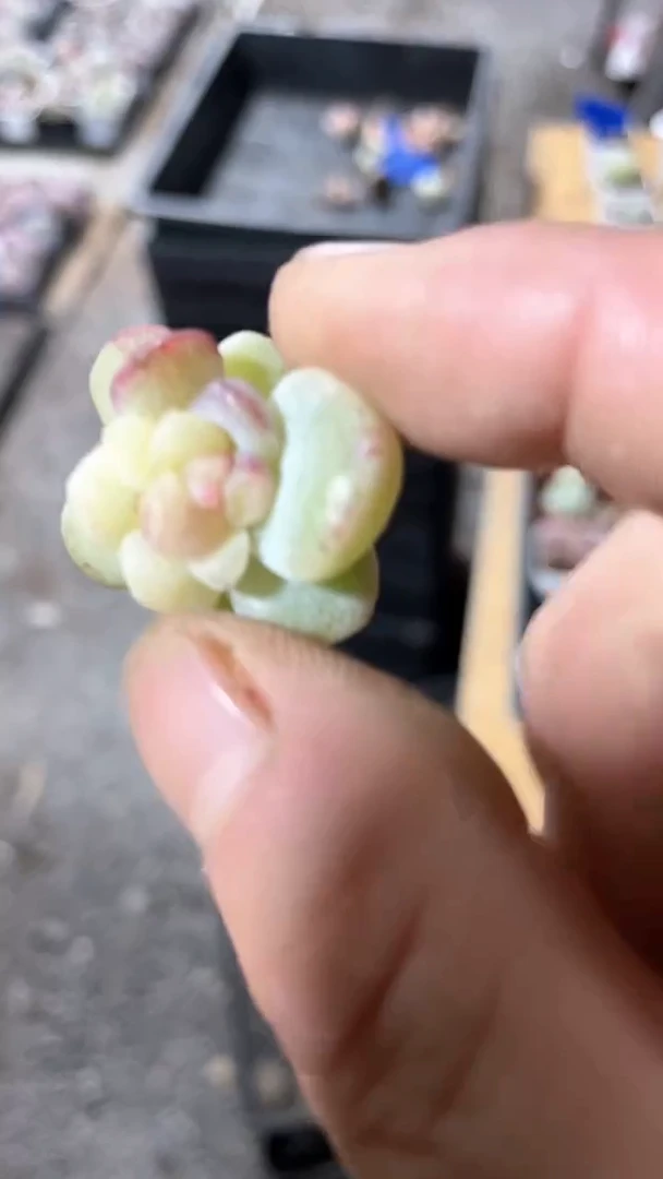 【闪购商品】687多肉