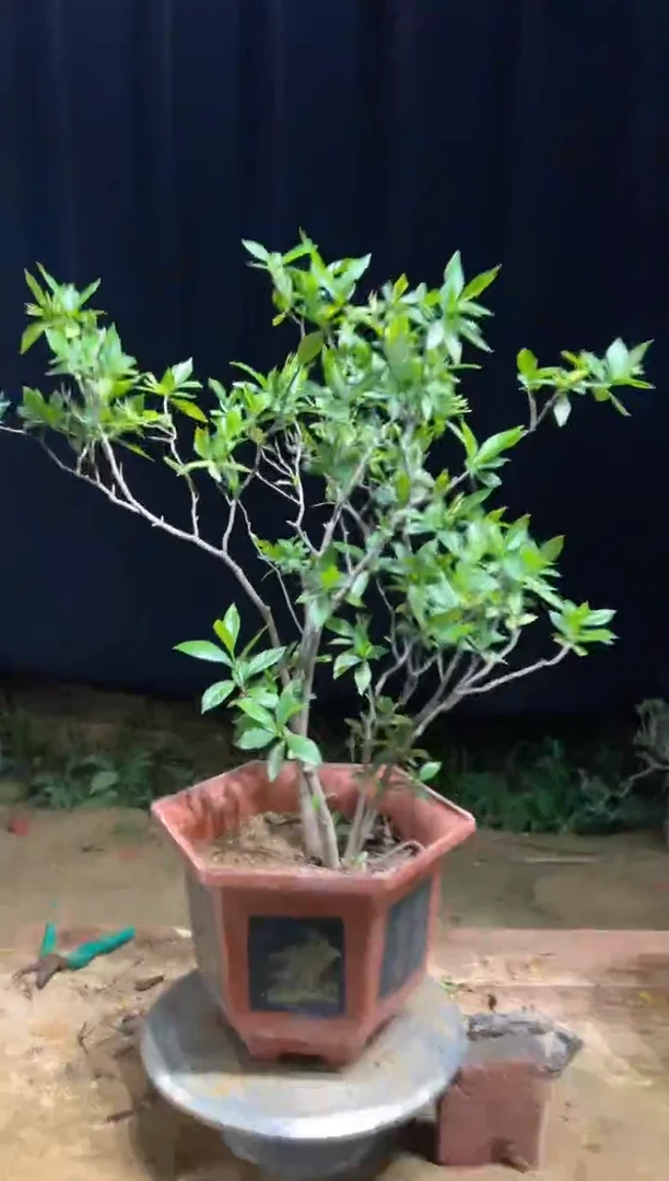 当前无花栽培后可以开花许*鱼海岛栀子花