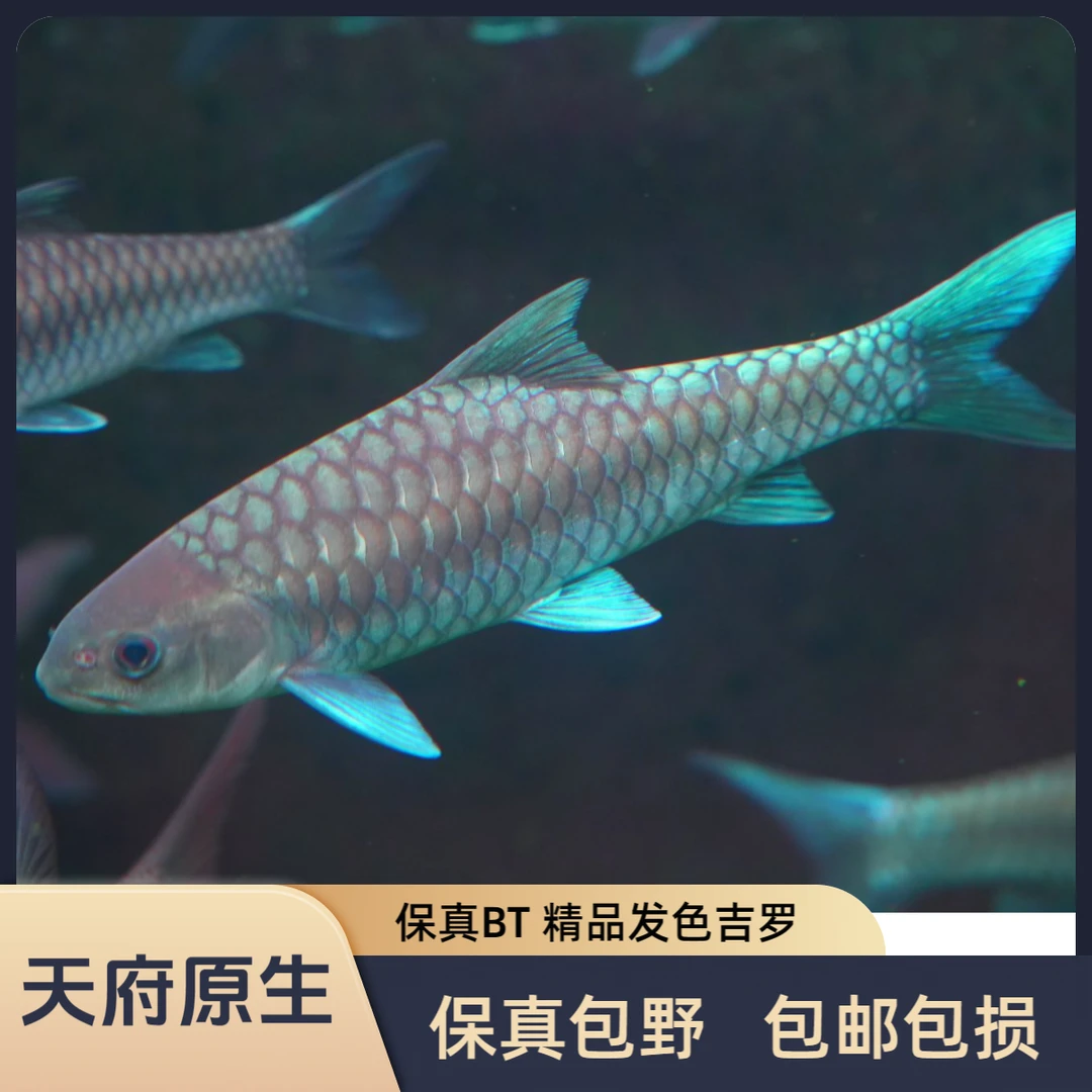 正宗BT变态蓝吉罗保真包野吉罗鱼原生鱼发色吉罗蓝吉罗