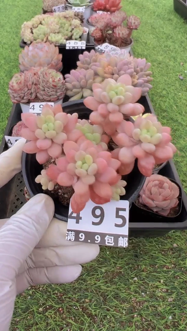 【闪购商品】信福多肉一物一拍