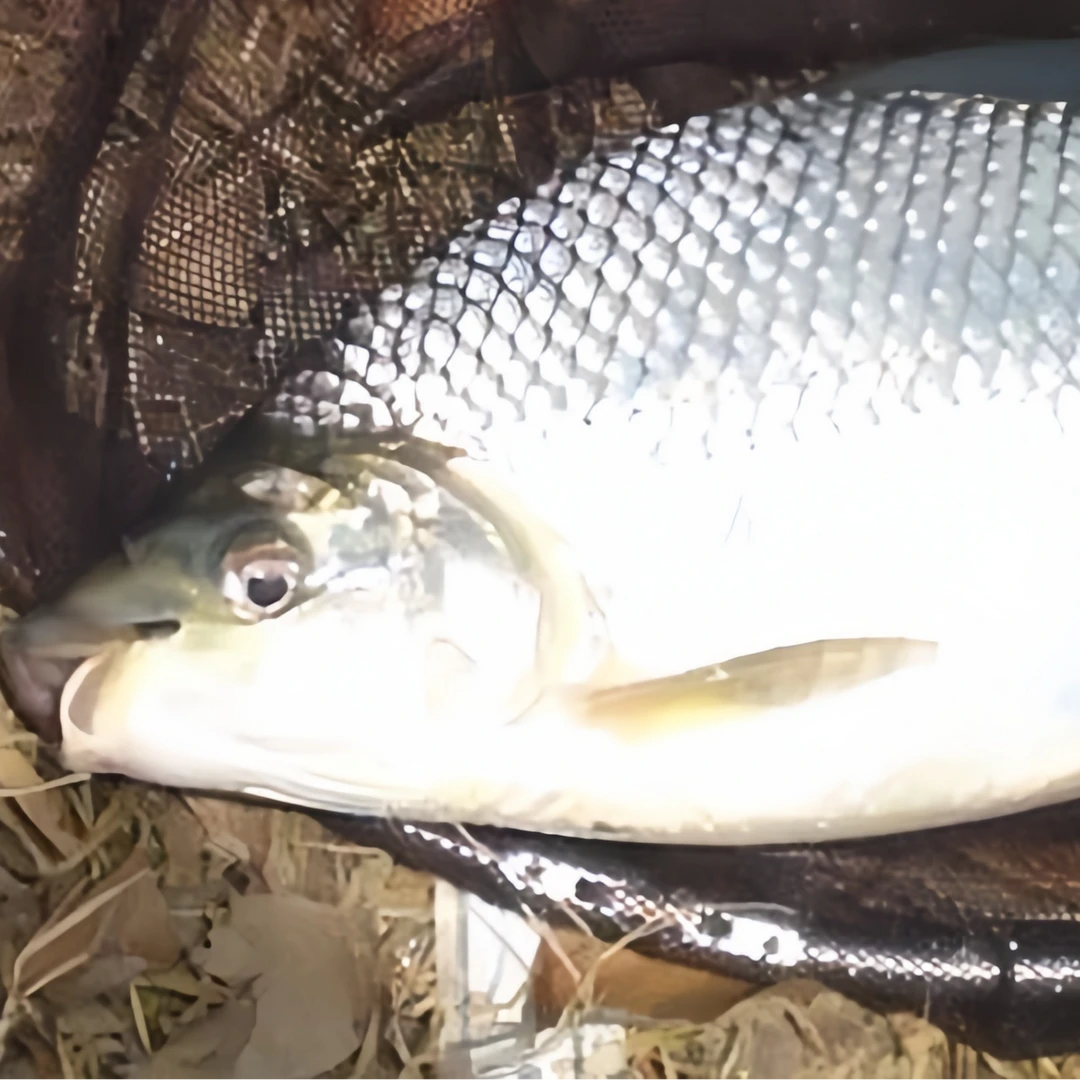 巴西雕1-3斤（活鱼打氧发货）