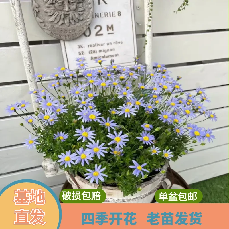 绿植园 [ 蓝色玛格丽特 ]盆栽带花苞发货开花不断四季开花阳台
