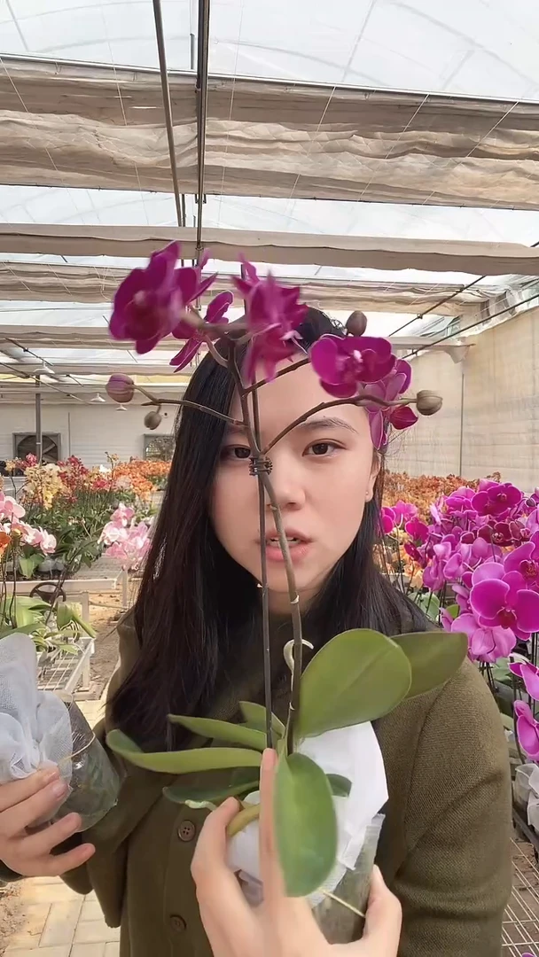 莫雷利亚蝴蝶兰闪拍