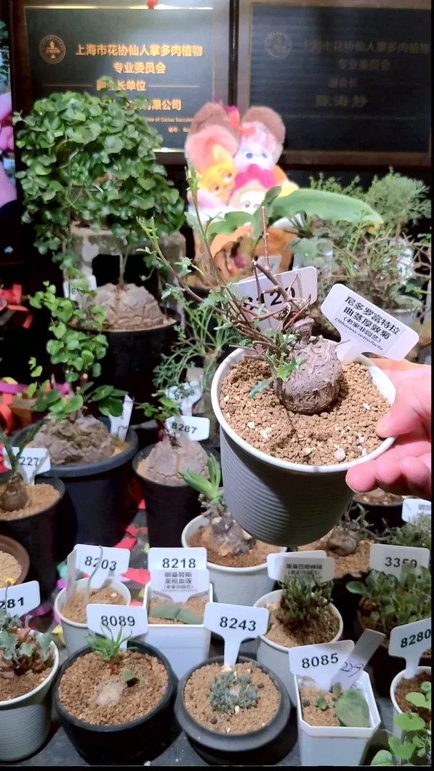 8120号0104精品植物 海豚叶