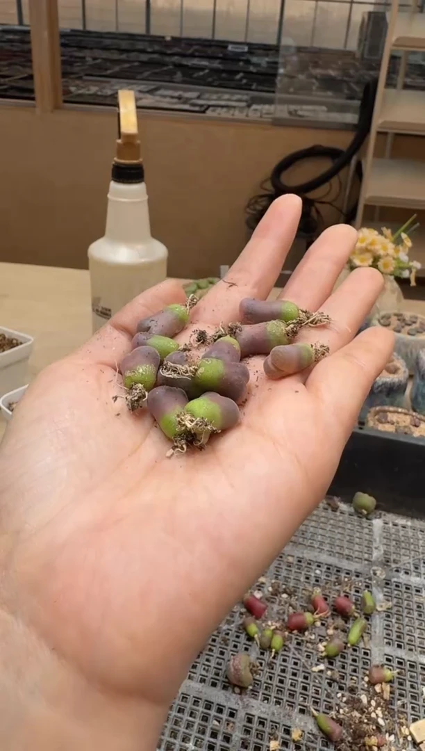 29-293多肉植物肉锥一颗