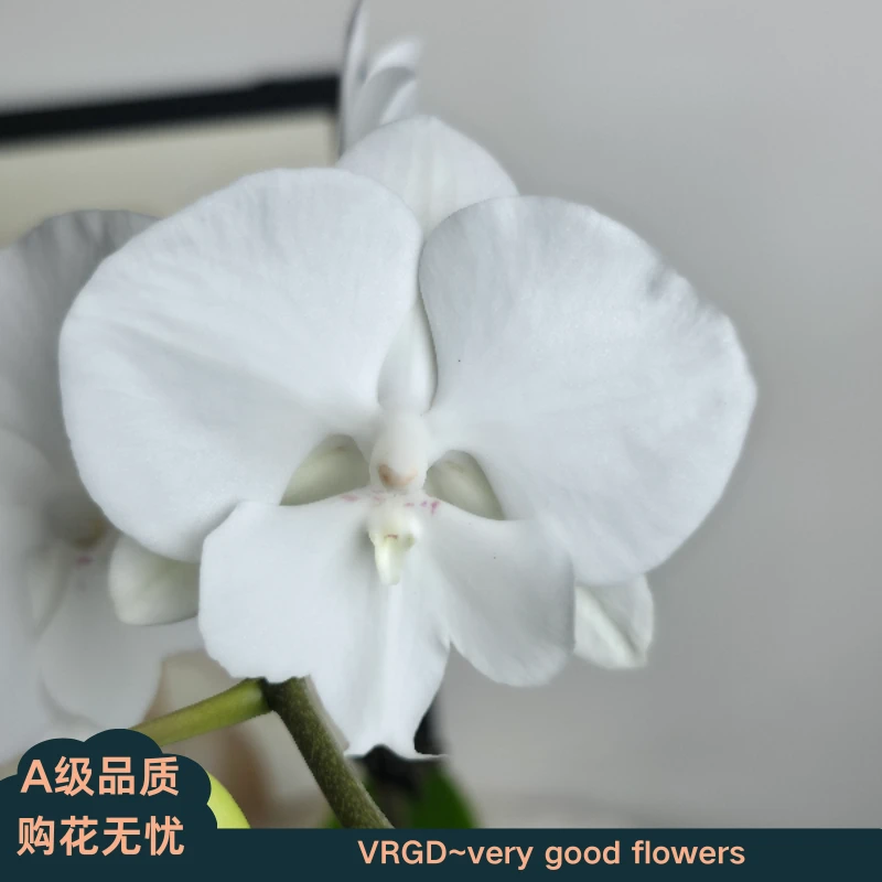 VRGD蝴蝶兰【白天鹅】室内高端盆栽昆明基地直发