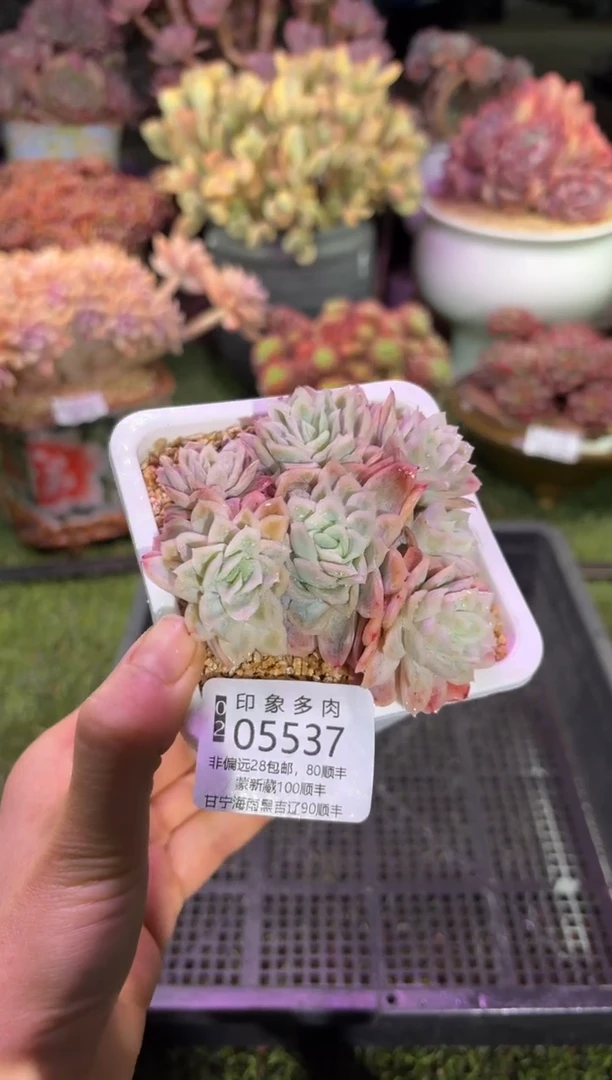 【闪购商品】05537