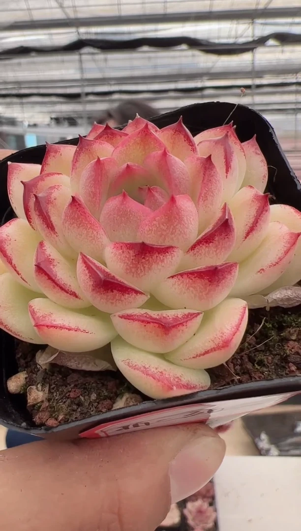 【闪购商品】新款多肉-36