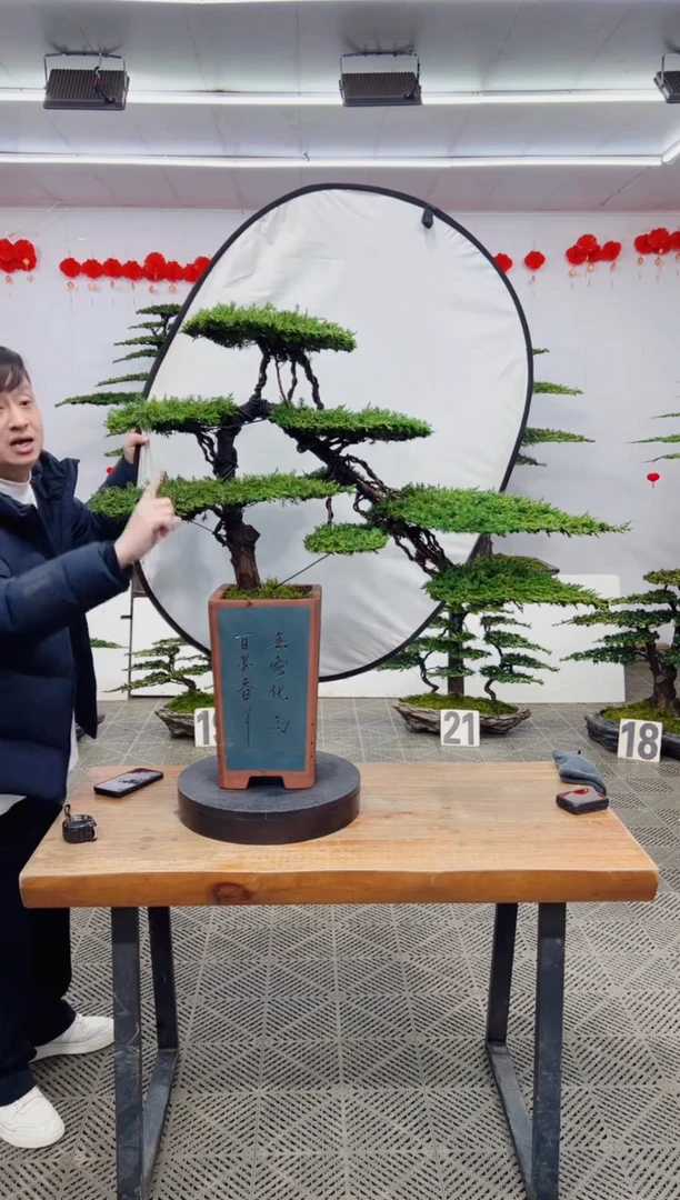 【闪购商品】盆景盆景