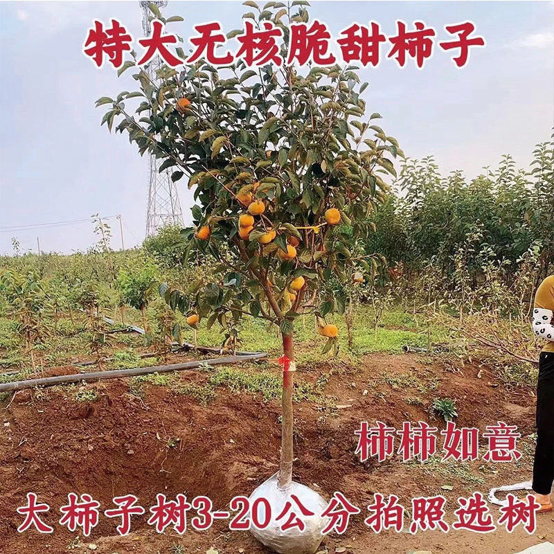 脆甜柿子树火晶磨盘柿子太秋洋丰甜柿子耐寒旱南北方可种盆栽地栽