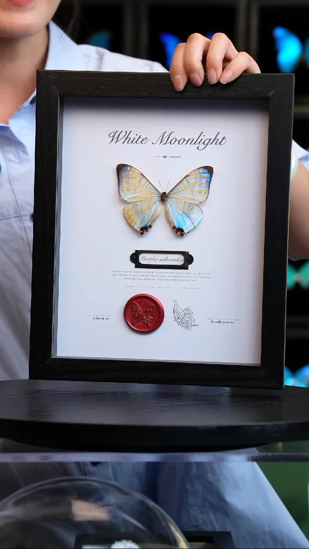 蝴蝶标本摆件竞拍E177