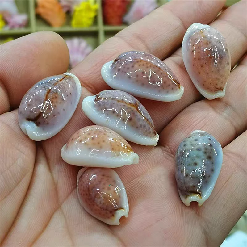 异色玻芬宝螺尺寸2.5厘米左右颜色随机发一个天然贝壳海螺标本