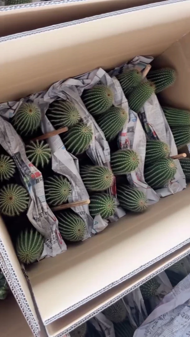 【闪购商品】大凤龙 高14-16cm