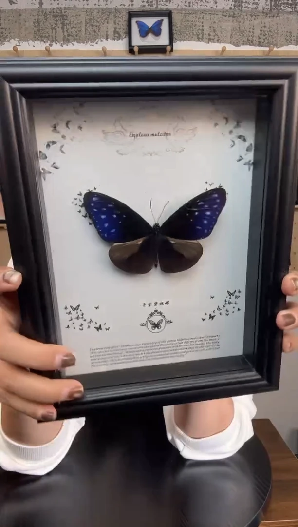 异型紫斑蝶蝴蝶标本装饰画7寸框
