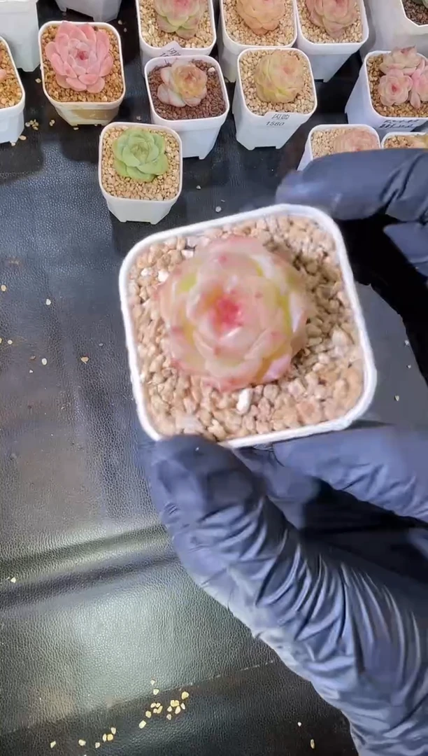 闪购1633  头像小霓虹多肉一颗2-3厘米