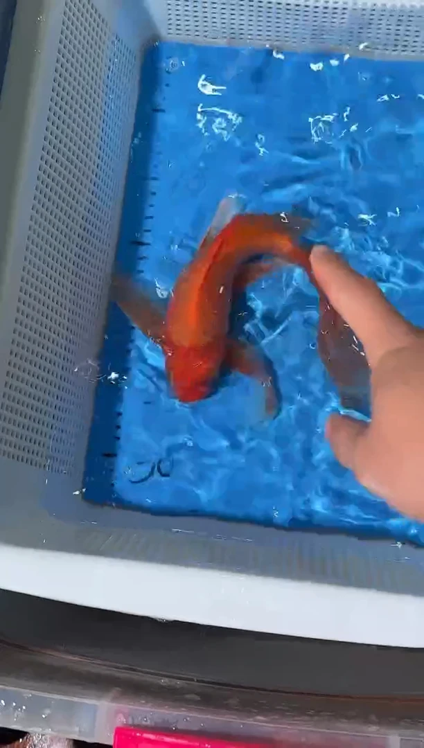 锦鲤包邮拍开箱视频和爆氧视频包售后