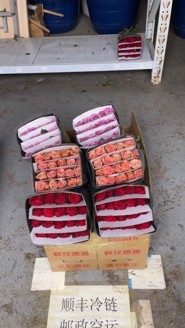 高原红20枝+卡布20枝+紫霞20枝