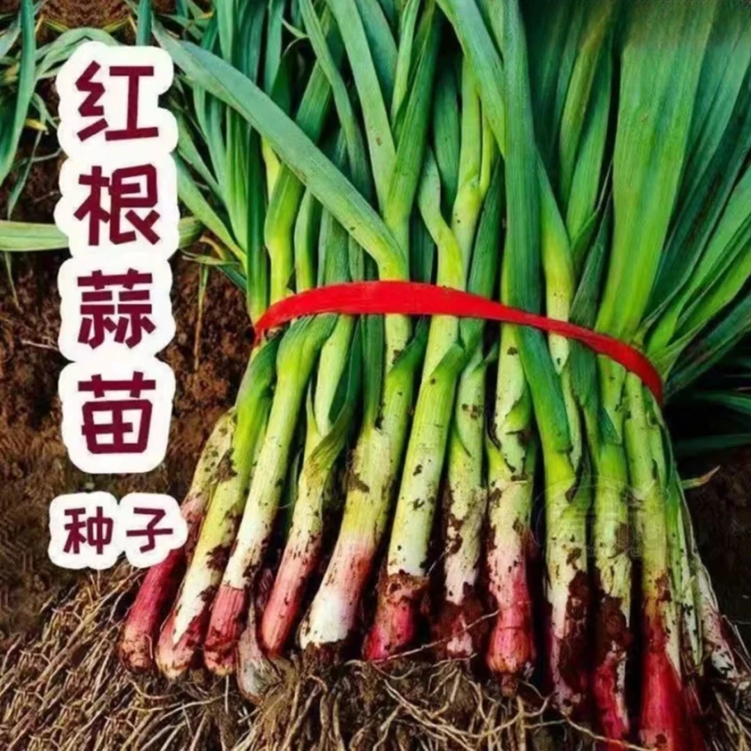 【紫根蒜苗种子】家庭阳台小院盆栽地栽四季种植