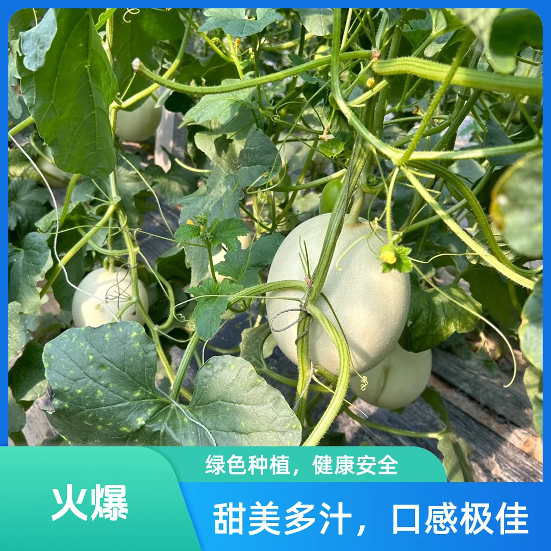 【甜蜜爆汁】玉菇瓜1个装