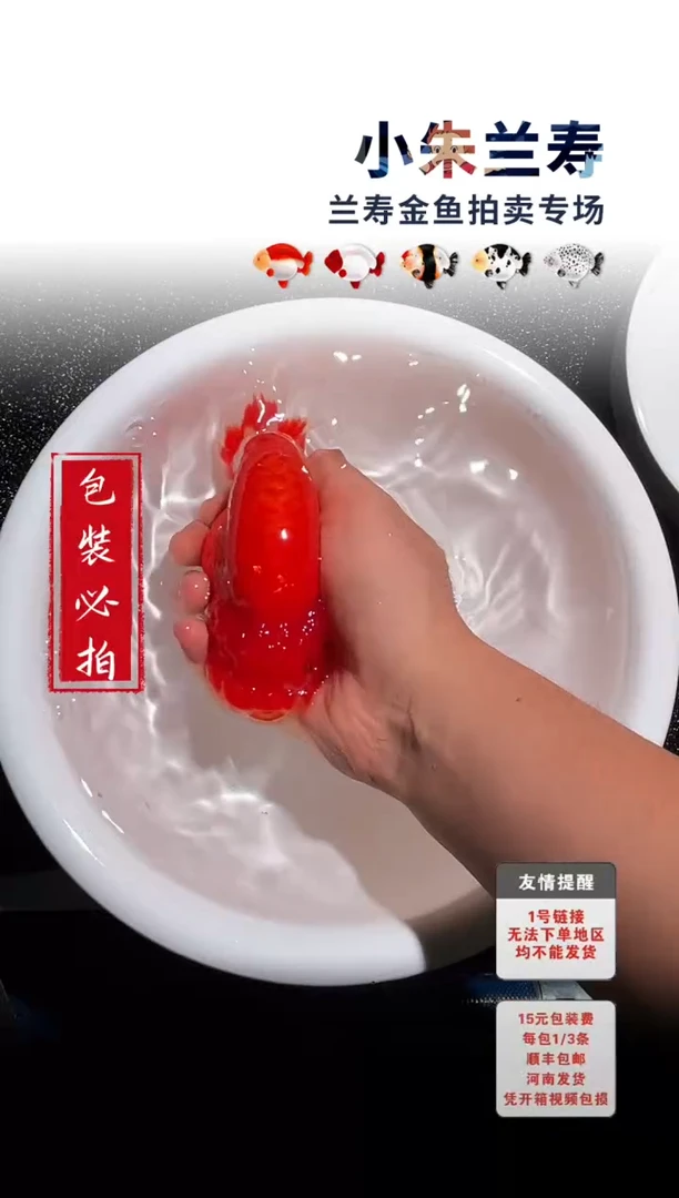 金鱼包装必拍未拍顺丰到付37号