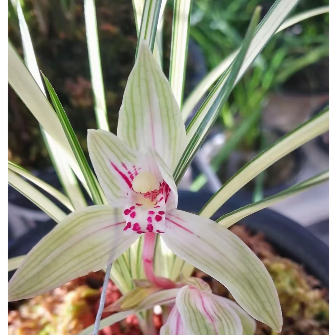 精品莲瓣兰一物一拍