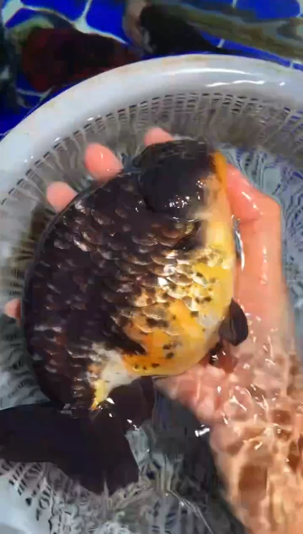 金鱼（运费自理，马印灯照射）福州追鱼兰寿金鱼