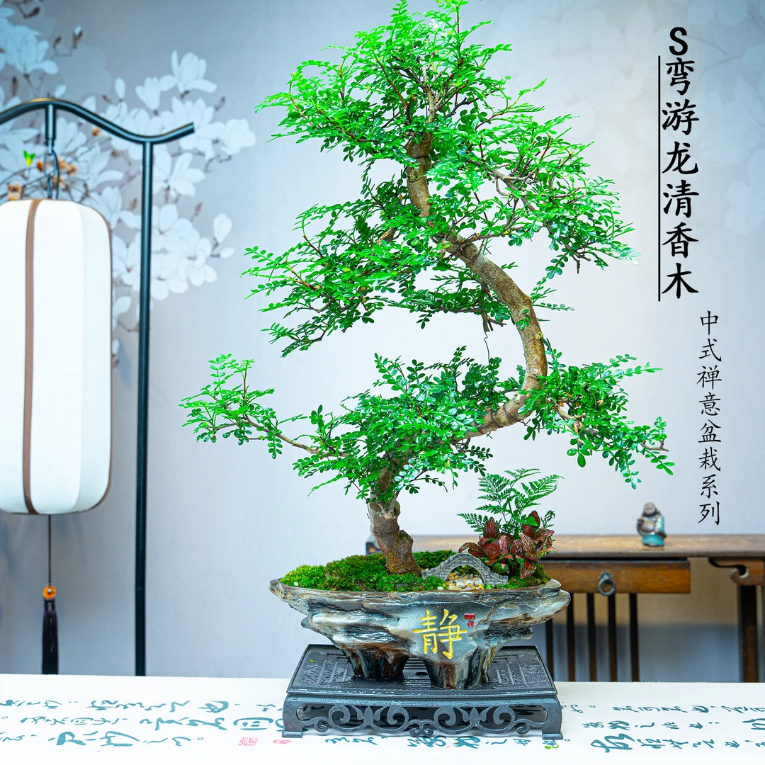 【S弯游龙清香木】老桩盆景驱蚊驱虫进化空气四季常青室内绿植盆栽
