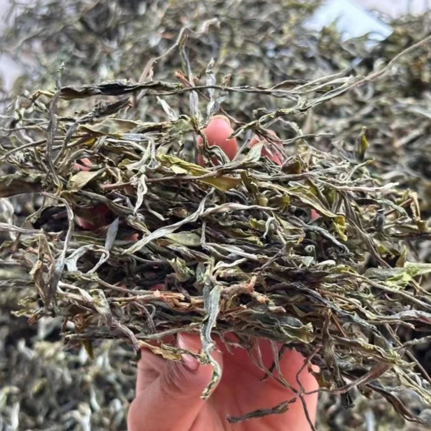 【薄荷塘高杆古树】薄荷塘一类古树-2024云南普洱茶-头春生茶-100克