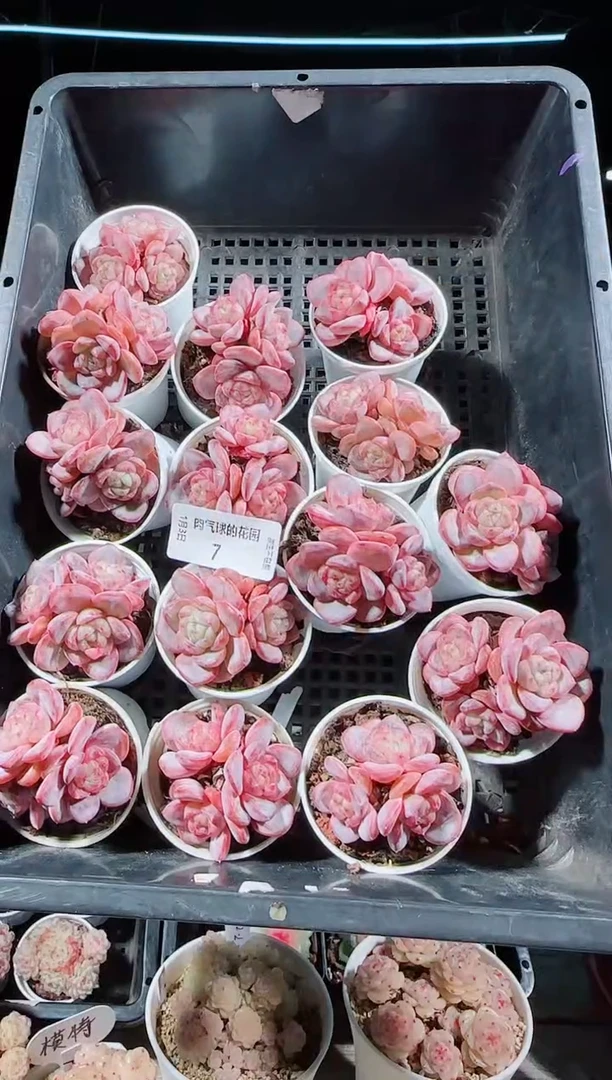 0103-07星星珍妮3头多肉量拍任意发一颗群生不包整