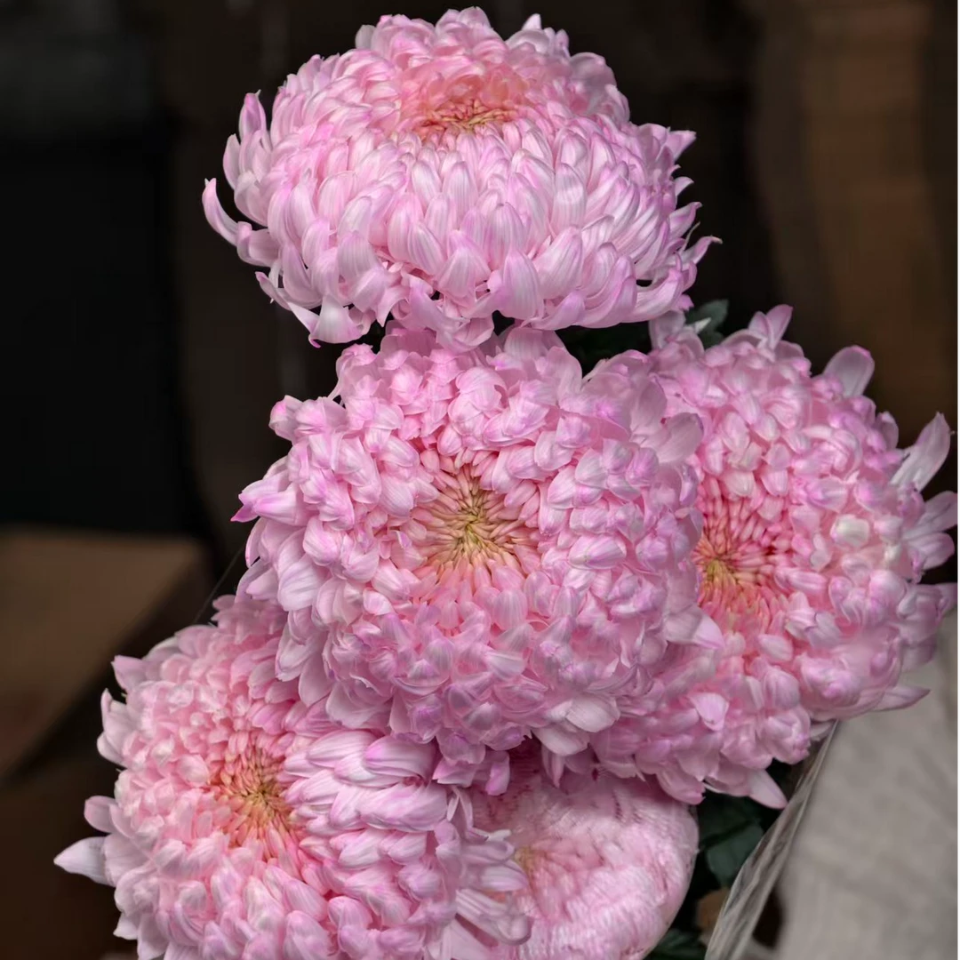 A级稀有贵妃牡丹菊5枝