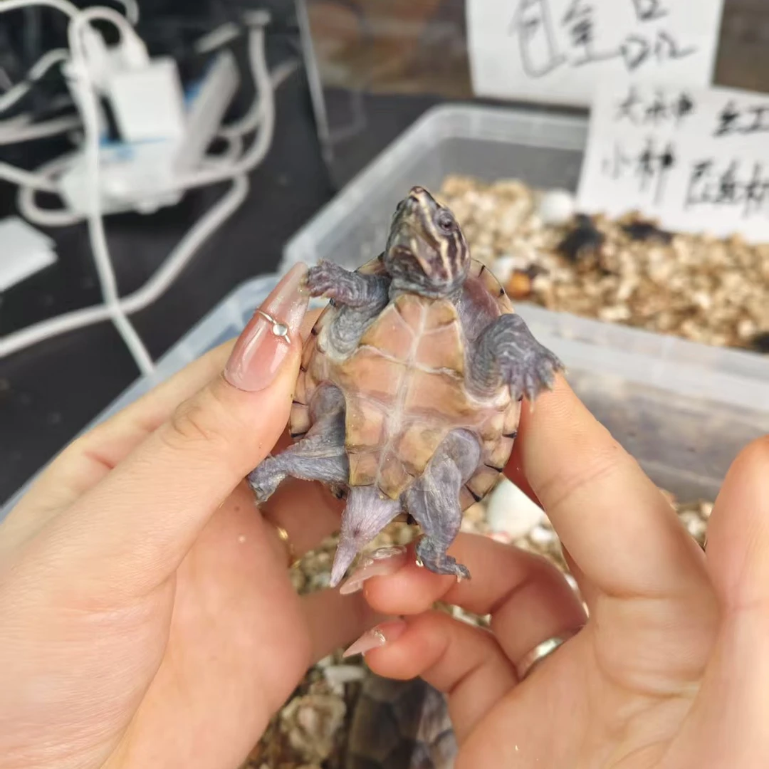 麝香公小乌龟宠物龟