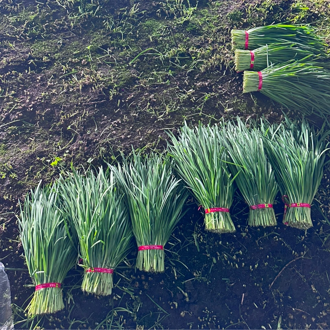 【高品质】东北黑土地韭菜现割现发 新鲜味足头刀韭菜