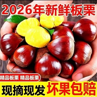 【买三斤送两斤】高山老树新鲜板栗脆甜粉糯坏果包赔送开口器