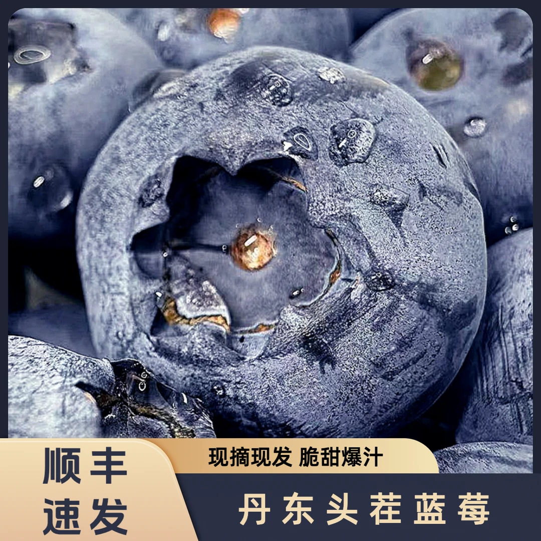 丹东头茬新鲜蓝莓 特优等级 现摘现发 顺丰包邮