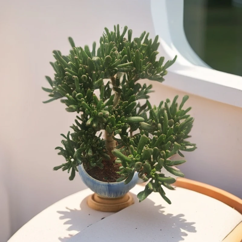 3年老桩吸财树  南方北方  室内外好种好养  美观大方的多肉绿植