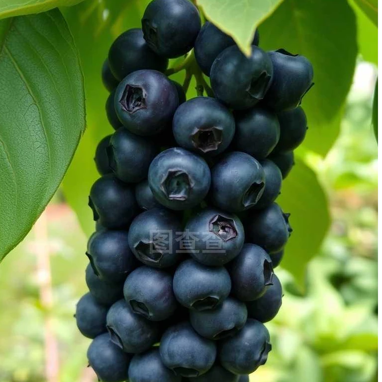 新鲜花香蓝莓现采现摘