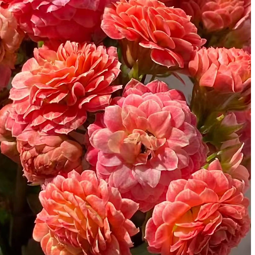 【蔷薇女神】110盆精美长寿花盆栽