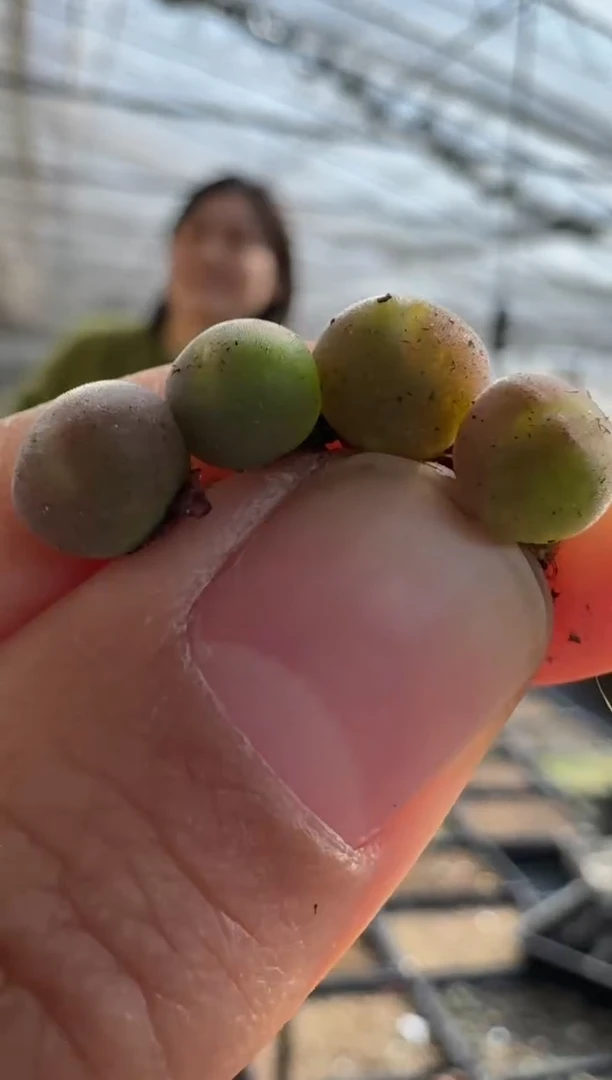 【闪购商品】17-4粉肌空蝉一颗